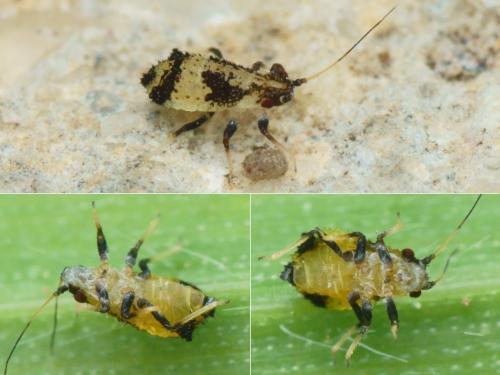 Iziphya bufo